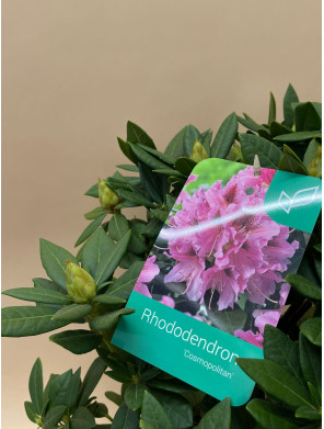 RHODODENDRON HIBRIDO COSMOPOLITAN