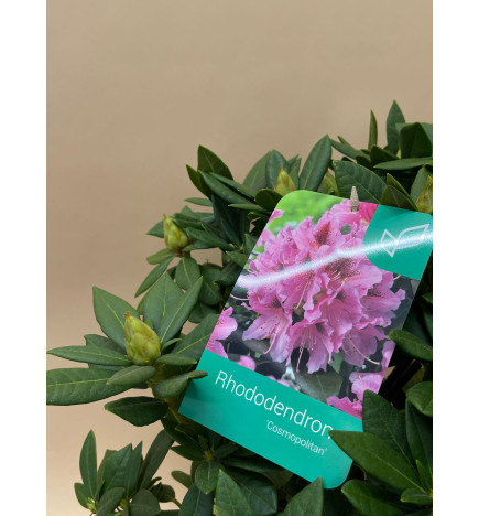 RHODODENDRON HIBRIDO COSMOPOLITAN