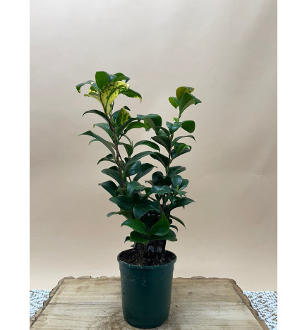 CAMELIA PRINCESSE BACIOCCHI