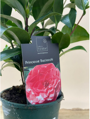 CAMELIA PRINCESSE BACIOCCHI