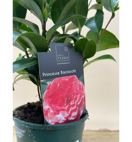 CAMELIA PRINCESSE BACIOCCHI