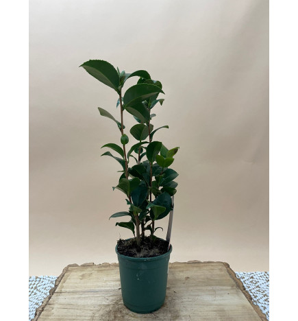 CAMELIA KRAMER SUPREME