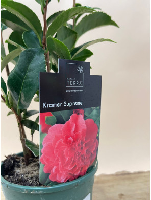 CAMELIA KRAMER SUPREME