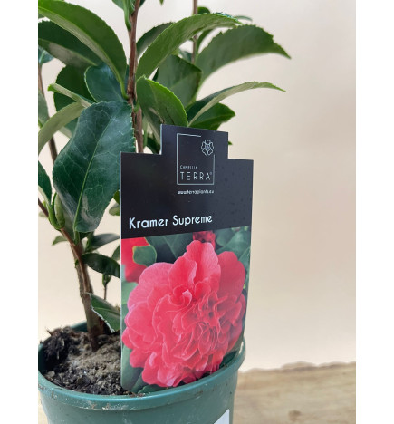 CAMELIA KRAMER SUPREME