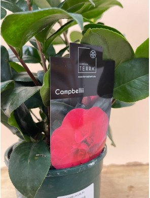 CAMELIA CAMPBELLII