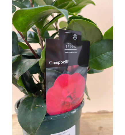 CAMELIA CAMPBELLII