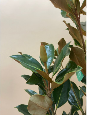 MAGNOLIA GRANDIFLORA LITTLE GEM