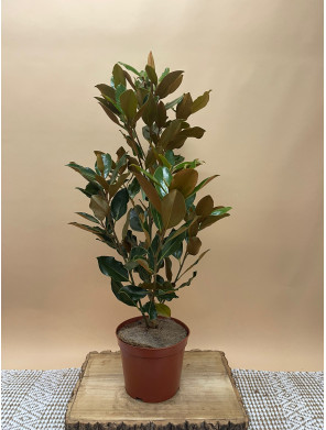 MAGNOLIA GRANDIFLORA LITTLE GEM