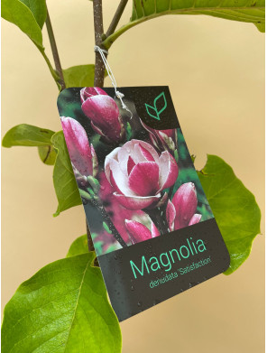 MAGNOLIA DENUDATA SATISFACTION