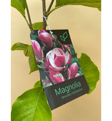 MAGNOLIA DENUDATA SATISFACTION