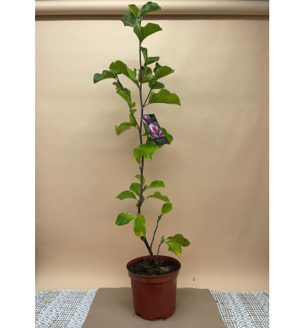 MAGNOLIA DENUDATA SATISFACTION