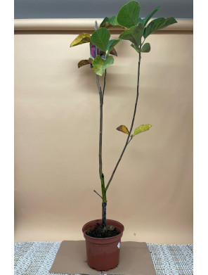 MAGNOLIA BLACK TULIP