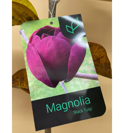 MAGNOLIA BLACK TULIP