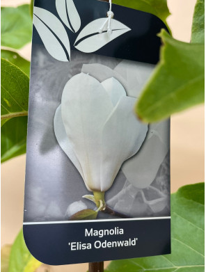 MAGNOLIA ELISA ODENWALD