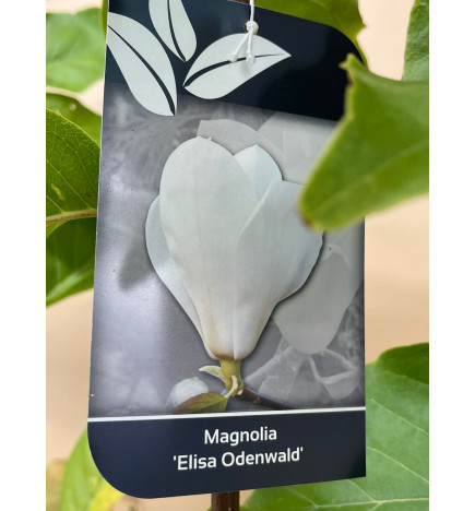 MAGNOLIA ELISA ODENWALD
