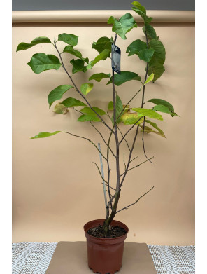 MAGNOLIA ELISA ODENWALD