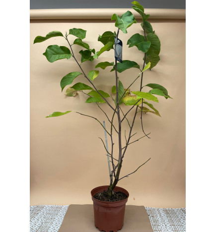 MAGNOLIA ELISA ODENWALD