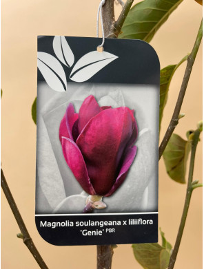 MAGNOLIA SOULANGEANA X LILIIFLORA GENIE