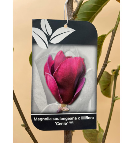 MAGNOLIA SOULANGEANA X LILIIFLORA GENIE