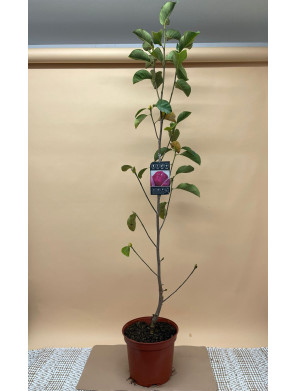 MAGNOLIA SOULANGEANA X LILIIFLORA GENIE