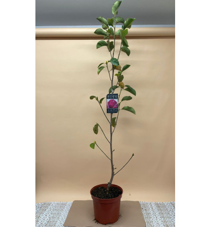 MAGNOLIA SOULANGEANA X LILIIFLORA GENIE