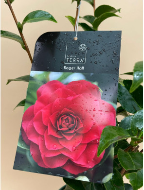 CAMILA STANDARD LINE ROGER HALL