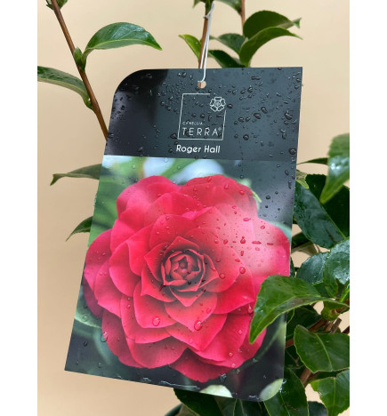 CAMILA STANDARD LINE ROGER HALL