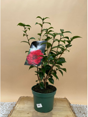 CAMILA STANDARD LINE ROGER HALL