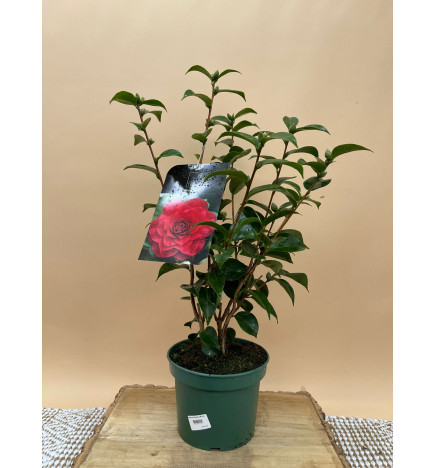 CAMILA STANDARD LINE ROGER HALL