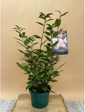 CAMELIA HIGH FRAGANCE