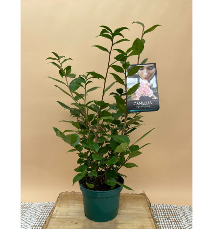 CAMELIA HIGH FRAGANCE