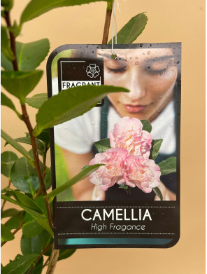 CAMELIA HIGH FRAGANCE