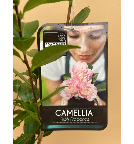 CAMELIA HIGH FRAGANCE