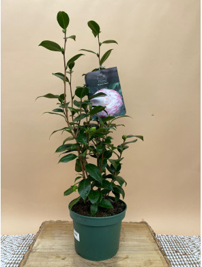 CAMELIA STANDARD NUCCIO'S PEARL