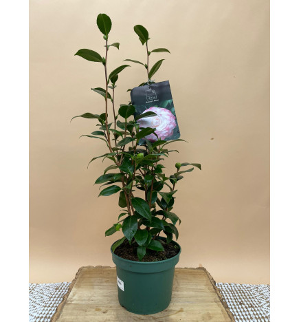 CAMELIA STANDARD NUCCIO'S PEARL