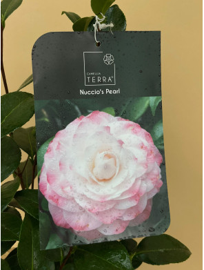 CAMELIA STANDARD NUCCIO'S PEARL
