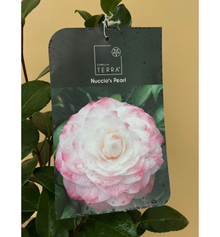 CAMELIA STANDARD NUCCIO'S PEARL
