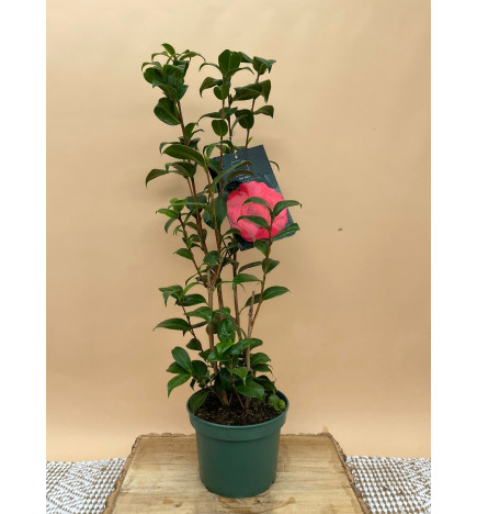 CAMELIA STANDARD LES JURY