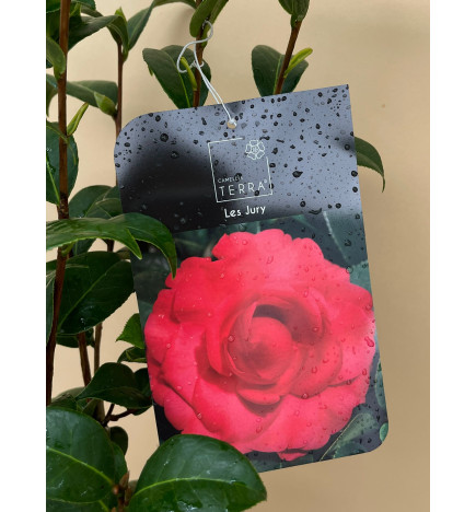 CAMELIA STANDARD LES JURY