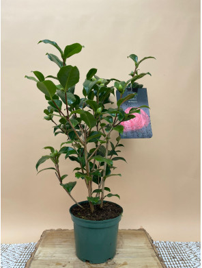 CAMELIA STANDARD JOE NUCCIO'S