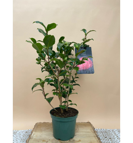 CAMELIA STANDARD JOE NUCCIO'S