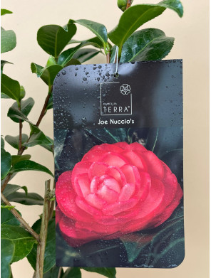 CAMELIA STANDARD JOE NUCCIO'S