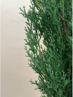 CUPRESSUS SEMPERVIRENS TOTEM