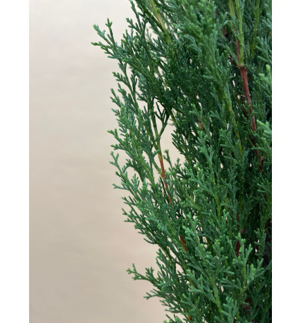 CUPRESSUS SEMPERVIRENS TOTEM