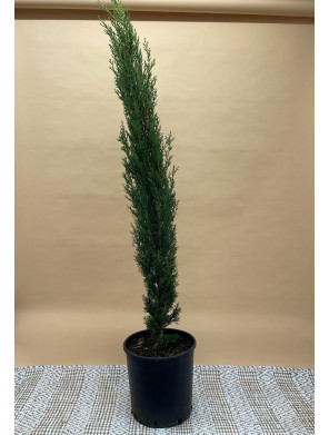 CUPRESSUS SEMPERVIRENS TOTEM