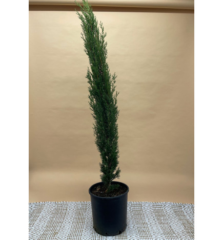 CUPRESSUS SEMPERVIRENS TOTEM