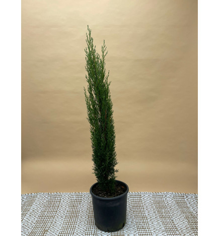 CUPRESSUS SEMPERVIRENS TOTEM