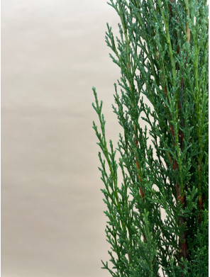 CUPRESSUS SEMPERVIRENS TOTEM