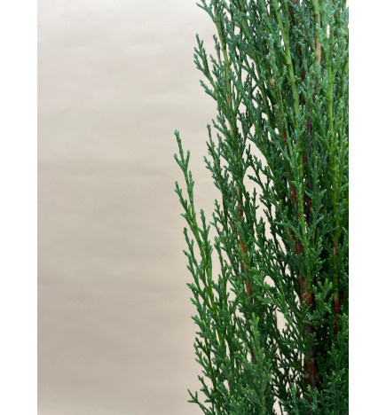 CUPRESSUS SEMPERVIRENS TOTEM