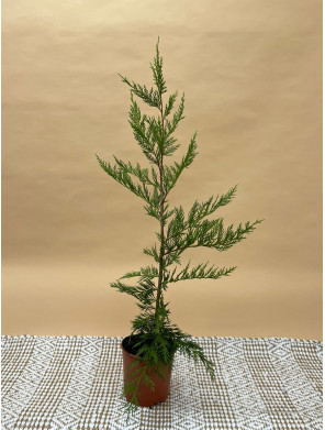 CUPRESSUS LEYLANDII